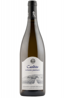 Malvasia Puntinata Cardito Donato Giangirolami 2024