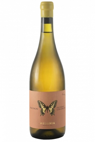 Pecorino Machaon Anfora Ausonia 2023